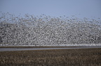 Snow Geese
