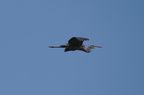 Herons and Ospreys
