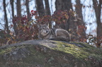 Parc Omega